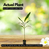 True Cardamom / Elakka / Elaichi (Elettaria cardamomum) Medicinal / Ornamental / Spice Live Plant (Home & Garden)