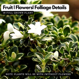 Snow Rose Variegated Live Plant (Serissa Japonica) | Miniature White Flowering Shrub | Ornamental Plant for Home & Garden