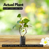 English Ivy / Hedera helix Ornamental / Creeper Live Plant (Home & Garden)