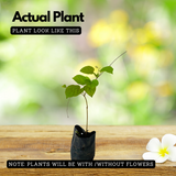 Manimulla (Porana Paniculata) Flowering/Ornamental Live Plant (Home & Garden)