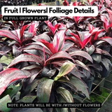 Dracaena Ruby Red Live Plant | Red Variegated Indoor Ornamental | Low Maintenance Live Plant (Home & Garden)