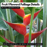 Heliconia Kawauchi (genus Heliconia) Flowering/Ornamental Live Plant (Home & Garden)