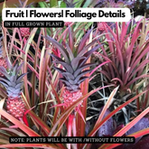 Red Pineapple Live Plant | Decorative Red Fruit Tropical Plant (Home & Garden)