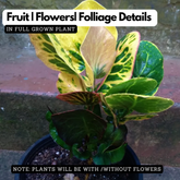 Apple Croton Live Plant | Colourful Foliage Ornamental Plant for Home & Garden