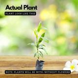 Garcinia assamica Seedling Fruit Plant (Home & Garden Plants)