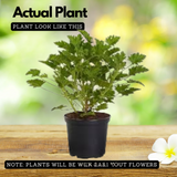Odomas Plant Citronella plant Live Plant (Home & Garden)