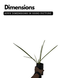 Rajnigandha, Tuberose Flowering Live plant(Home & Garden)