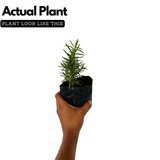 Rosemary Plant / Gulmehendi (Salvia rosmarinus) Flowering / Ornamental / Medicinal Live Plant (Home & Garden)