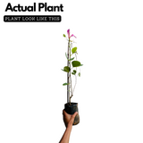 Mandaram Violet (Bauhinia variegata) Flowering/Ornamental Live Plant (Home & Garden)