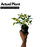 Ornamental Chilli Plant Fruit / Ornamental Live Plant (Home & Garden)