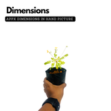 Flowering Plant Birth Star: Atham (Plant: Mukkutti / Little Tree Plant / Biophytum sensitivum) Medicinal / Flowering Live Plant (H&G)