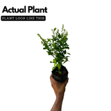 Neela koduveli / Blue Leadwort (Plumbago auriculata) Flowering/Ornamental/Medicinal Live Plant (Home & Garden)