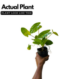 Kerala Hybrid Philodendron Ornamental / Creeper Live Plant (Home & Garden)