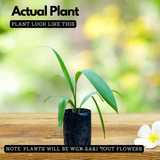 Lemba Fruit (Curculigo Capitulata) Seedling Fruit Plant (Home & Garden Plants)