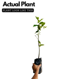 Persimmon Fruit Plant (Diospyros kaki) Fruit Live Plant (Home & Garden)