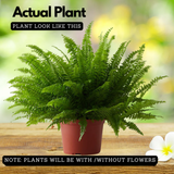 Boston fern plant (Nephrolepis exaltata) (Home & Garden)