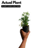 Arutha / Common Rue / Herb-of-Grace (Ruta Graveolens) Medicinal / Flowering Live Plant (Home & Garden)