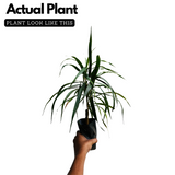 Dracaena Green Ornamental Live Plant (Home & Garden)