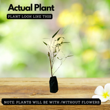 Rangoon bamboo|Bambusa tulda(Avenue Tree) Live Plant (Home & Garden)