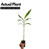 True Cardamom / Elakka / Elaichi (Elettaria cardamomum) Medicinal / Ornamental / Spice Live Plant (Home & Garden)