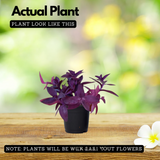 Setcreasea Purpurea(Purple Heart) Live Plant (Home & Garden)