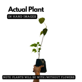 Malayalam Zodiac Sign (Rashi)– Dhanu (Sagittarius) Plant: Arayal (Ficus Religiosa) Live Plant (Home & Garden)