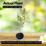 Thozhukanni / Ramanamapacha/ Telegraph LivePlant (Home & Garden)