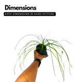 Nolina/Ponytail Palm(Beaucarnea recurvata)Ornamental Live Plant (Home & Garden)
