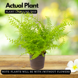 Cotton Candy Fern Live Plant (Home & Garden)