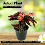 Begonia Pink Long - Angel Wing Begonia Torch Red Live Plant (Home & Garden)