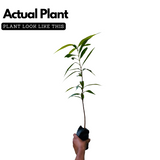 Rose Apple / Rose Java Apple (Syzygium jambos) Fruit Live Plant (Home & Garden)