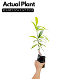 Garcinia assamica Seedling Fruit Plant (Home & Garden Plants)