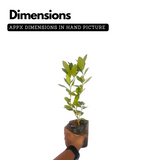 Seedless Lemon (Citrus limon) Fruit/Ornamental Live Plant (Home & Garden)