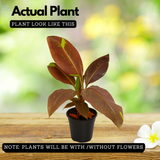 Ornamental Red banana Live Plant (Home & Garden)