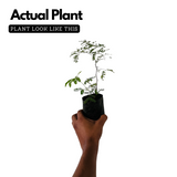 Karingali, Cutch Tree, Black catechu, Black cutch (Acacia Catechu) Medicinal Live Plant (Home & Garden)