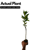 Nagpur Orange Grafted Live Fruit Plant (Home & Garden)