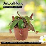 Pitcher Plant(Trumpet Pitcher)Live Plant (Home & Garden)