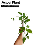 Orange Trumpet Vine / Tecoma (Campsis Radicans) Ornamental / Flowering Live Plant (Home & Garden)