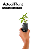 Nannari Plant, Anantamul (Indian Sarsaparilla) Medicinal Live Plant (Home & Garden)