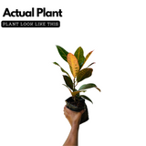 Croton Plant / Codiaeum variegatum Ornamental Live Plant (Home & Garden)