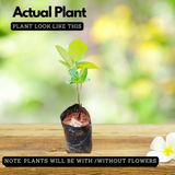 EVIARC The Sweetest Jackfruit Plant Budded Fruit Plant (Home & Garden Plants)