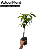 Himayat/Hamam/Imam Pasand Mango Plant (Mangifera indica) Grafted Fruit Live Plant (Home & Garden)