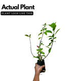 Viceroy Hibiscus / Chembarathi / China rose / Shoeblack Plant (Hibiscus rosa-sinensis) Flowering/Ornamental Live Plant (Home & Garden)