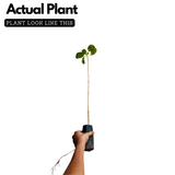 Kadamb / Kadam Tree (Neolamarckia Cadamba) Cadamba / Burflower Tree Ornamental Plant Home & Garden