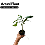 Raja Puli (Garcinia Indica) Kokum Fruit Live Plant (Home & Garden)