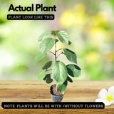 Cordia Sebestena Geiger Tree(Avenue Tree) Live Plant (Home & Garden)