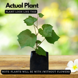 Cambodian Grape(Ampelocissus martini) Live Plant (Home & Garden)