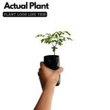 Divi-Divi plant (Libidibia coriaria) Flowering/Ornamental Live Plant (Home & Garden)