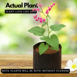 Coral Vine Pink / Antigonon pink Live Plant (Home & Garden)