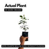 Flowering Plant Birth Star: Uthram (Plant: Kanakambaram | Crossandra | Firecracker Flower) (Crossandra Infundibuliformis) Flowering/Ornamental Live Plant (H&G)